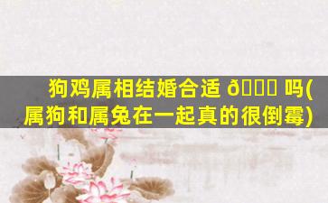 狗鸡属相结婚合适 🐟 吗(属狗和属兔在一起真的很倒霉)